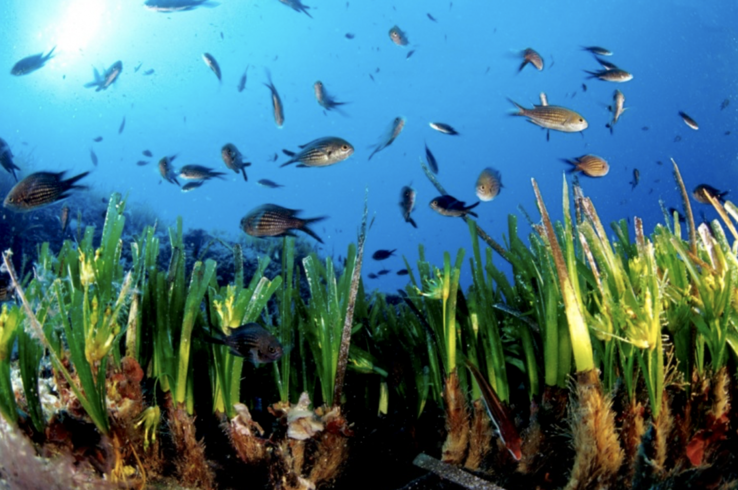 Prateria di Posidonia oceanica